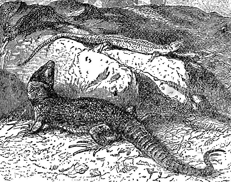 草原蜥蜴(Eremias Arguta) - 19世纪